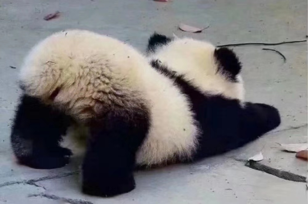 罗小黑的棒棒糖